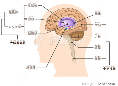 中枢神経、脳、脳幹、小脳、大脳基底核のイラストのイラスト素材