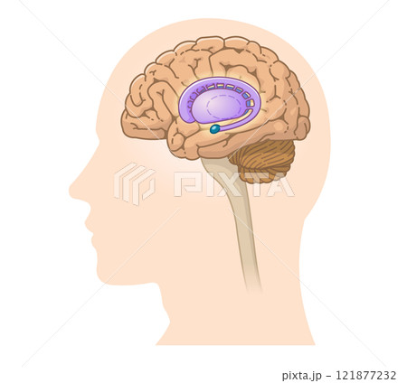 中枢神経、脳、脳幹、小脳、大脳基底核のイラスト 中枢神経、脳、脳幹、小脳、大脳基底核のイラスト 121877232