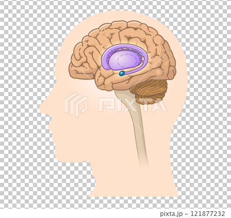 中枢神経、脳、脳幹、小脳、大脳基底核のイラスト 中枢神経、脳、脳幹、小脳、大脳基底核のイラスト 121877232