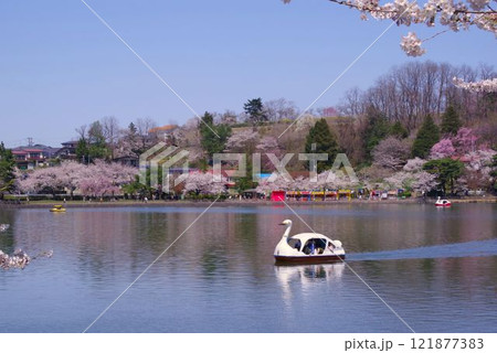 盛岡の風景　春の高松の池　高松公園 121877383