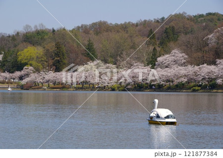 盛岡の風景　春の高松の池　高松公園 121877384