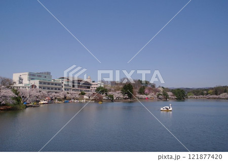 盛岡の風景 春の高松の池 高松公園 盛岡の風景 春の高松の池 高松公園 121877420