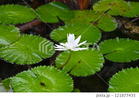 White lotus water lily blooming in a rainforest wetland 121877435