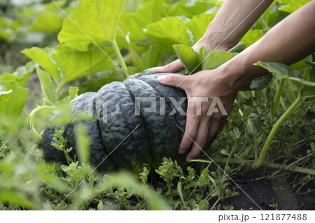 Man is farming, harvesting pumpkin in the garden. Man is farming, harvesting pumpkin in the garden. 121877488