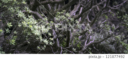 An endemic green forest with various exotic plants, dragon trees and eucalyptus. 121877492