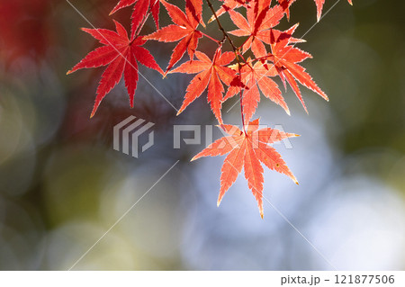 埼玉県川越市小仙波町　天台宗別格本山中院の釈迦堂横の逆光の紅葉モミジクローズアップと背景のボケ 121877506