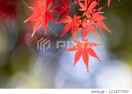 埼玉県川越市小仙波町　天台宗別格本山中院の釈迦堂横の逆光の紅葉モミジクローズアップと背景のボケ 121877507