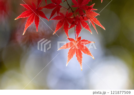 埼玉県川越市小仙波町　天台宗別格本山中院の釈迦堂横の逆光の紅葉モミジクローズアップと背景のボケ 121877509