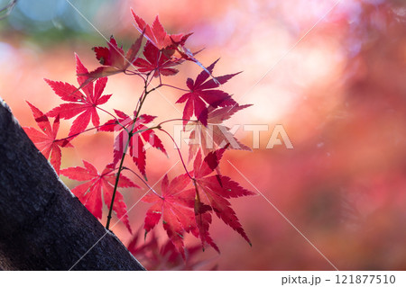 埼玉県川越市小仙波町　天台宗別格本山中院の釈迦堂横の逆光の紅葉モミジクローズアップと背景のボケ 121877510