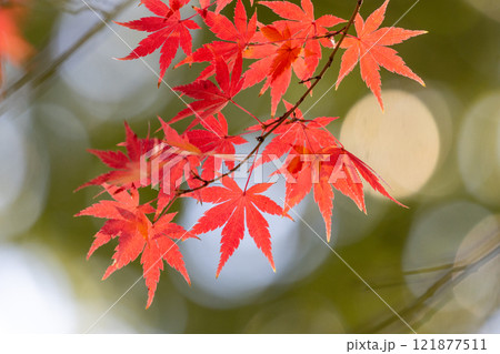 埼玉県川越市小仙波町　天台宗別格本山中院の釈迦堂横の逆光の紅葉モミジクローズアップと背景のボケ 121877511