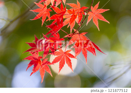 埼玉県川越市小仙波町　天台宗別格本山中院の釈迦堂横の逆光の紅葉モミジクローズアップと背景のボケ 121877512