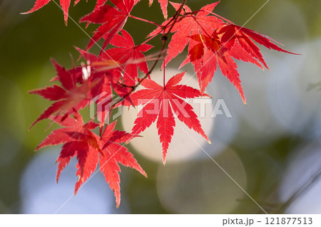 埼玉県川越市小仙波町　天台宗別格本山中院の釈迦堂横の逆光の紅葉モミジクローズアップと背景のボケ 121877513