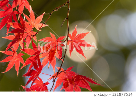 埼玉県川越市小仙波町　天台宗別格本山中院の釈迦堂横の逆光の紅葉モミジクローズアップと背景のボケ 121877514