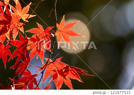 埼玉県川越市小仙波町　天台宗別格本山中院の釈迦堂横の逆光の紅葉モミジクローズアップと背景のボケ 121877515