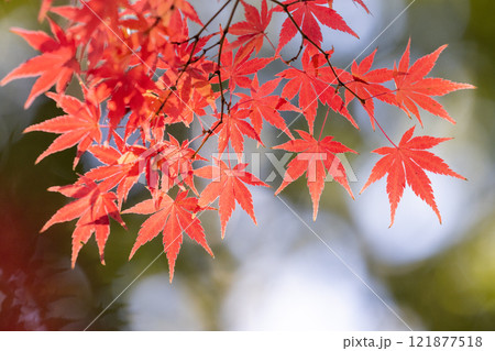 埼玉県川越市小仙波町 天台宗別格本山中院の釈迦堂横の逆光の紅葉モミジクローズアップと背景のボケ 埼玉県川越市小仙波町 天台宗別格本山中院の釈迦堂横の逆光の紅葉モミジクローズアップと背景のボケ 121877518
