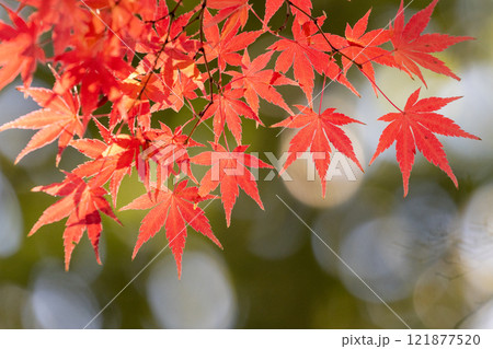 埼玉県川越市小仙波町　天台宗別格本山中院の釈迦堂横の逆光の紅葉モミジクローズアップと背景のボケ 121877520