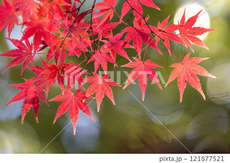 埼玉県川越市小仙波町　天台宗別格本山中院の釈迦堂横の逆光の紅葉モミジクローズアップと背景のボケ 121877521