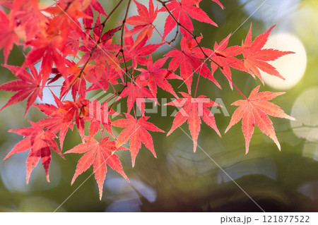 埼玉県川越市小仙波町　天台宗別格本山中院の釈迦堂横の逆光の紅葉モミジクローズアップと背景のボケ 121877522