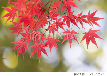 埼玉県川越市小仙波町　天台宗別格本山中院の釈迦堂横の逆光の紅葉モミジクローズアップと背景のボケ 121877523