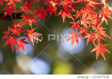 埼玉県川越市小仙波町　天台宗別格本山中院の釈迦堂横の逆光の紅葉モミジクローズアップと背景のボケ 121877528