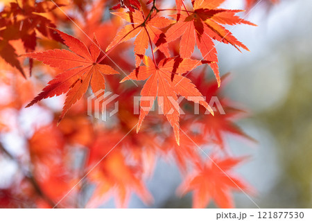 埼玉県川越市小仙波町 天台宗別格本山中院の釈迦堂横の逆光の紅葉モミジクローズアップと背景のボケ 埼玉県川越市小仙波町 天台宗別格本山中院の釈迦堂横の逆光の紅葉モミジクローズアップと背景のボケ 121877530