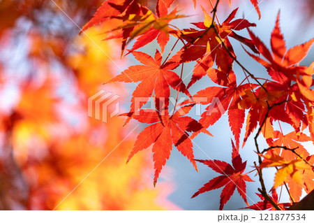 埼玉県川越市小仙波町　天台宗別格本山中院の釈迦堂横の逆光の紅葉モミジクローズアップと背景のボケ 121877534