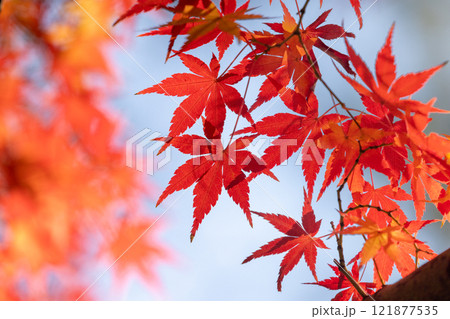 埼玉県川越市小仙波町 天台宗別格本山中院の釈迦堂横の逆光の紅葉モミジクローズアップと背景のボケ 埼玉県川越市小仙波町 天台宗別格本山中院の釈迦堂横の逆光の紅葉モミジクローズアップと背景のボケ 121877535