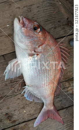 釣り上げた真鯛。まだ針がささったままです。 釣り上げた真鯛。まだ針がささったままです。 121877823