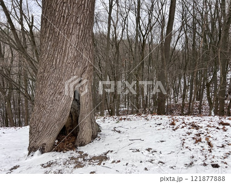 Tree bark in a snowy winter background, old bark texture, solitary concept, old forest. Tree bark hit by lightning. Into the woods. Hollow tree. Tree of life.  121877888