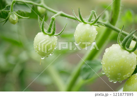 Tomato green unripe dew drops detail rain field bush ground branch unripe tomatoes crop harvesting red egetable field Solanum lycopersicum berry farm farming garden bio organic Europe Tomato green unripe dew drops detail rain field bush ground branch unripe tomatoes crop harvesting red egetable field Solanum lycopersicum berry farm farming garden bio organic Europe 121877895