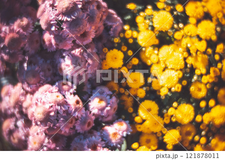 菊 キク 菊の花 121878011