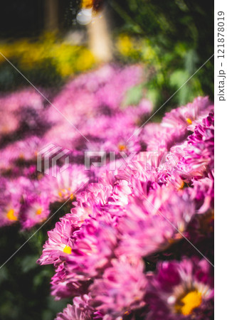 菊 キク 菊の花 121878019