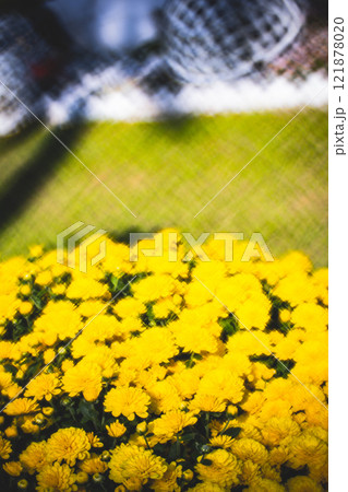 菊 キク 菊の花 121878020