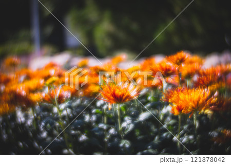 菊 キク 菊の花 121878042