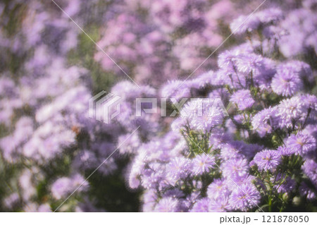 菊 キク 菊の花 121878050