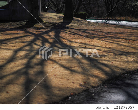 冬の日差しで映し出された木の枝の影と枯れた芝生 冬の日差しで映し出された木の枝の影と枯れた芝生 121878057