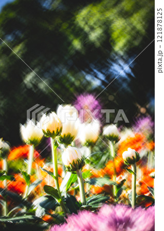 菊 キク 菊の花 121878125