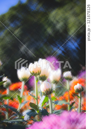 菊 キク 菊の花 121878126