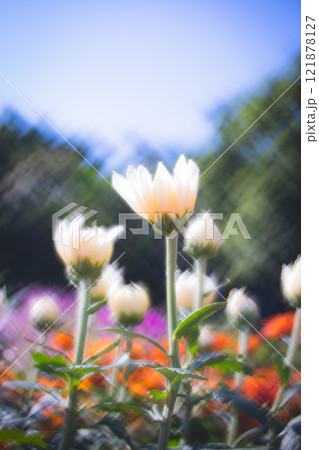 菊 キク 菊の花 121878127