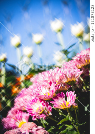 菊 キク 菊の花 121878128