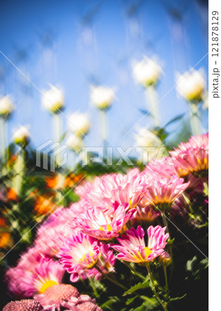 菊 キク 菊の花 121878129