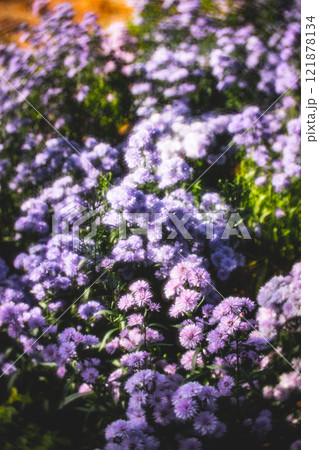 菊 キク 菊の花 121878134