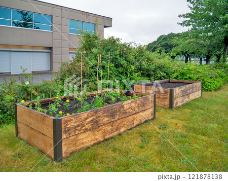 Plants growing garden beds beside the office building on overcast sky background Plants growing garden beds beside the office building on overcast sky background 121878138