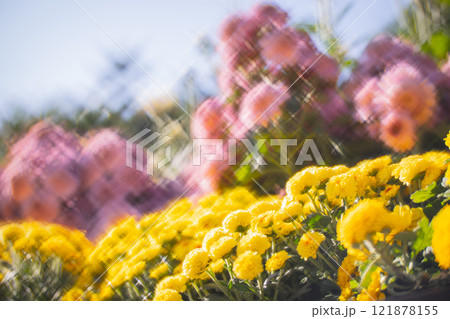 菊 キク 菊の花 121878155