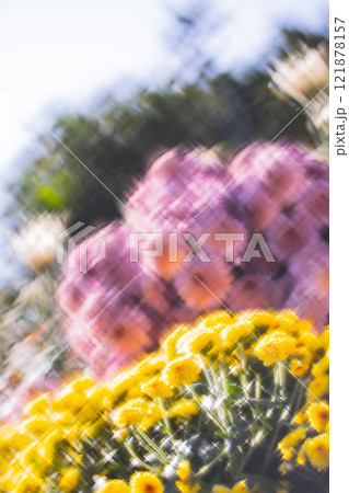 菊 キク 菊の花 121878157