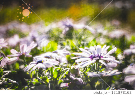 菊 キク 菊の花 121878162