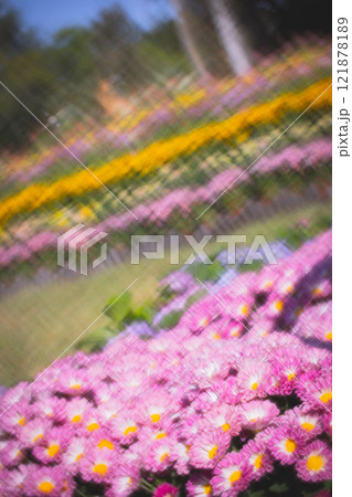 菊 キク 菊の花 121878189