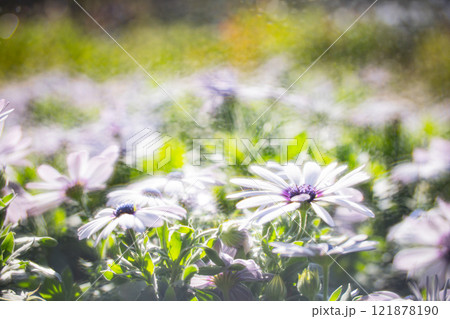菊 キク 菊の花 121878190