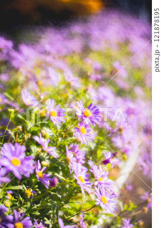 菊 キク 菊の花 121878195