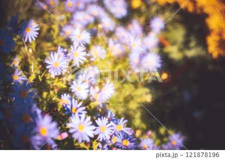 菊 キク 菊の花 121878196